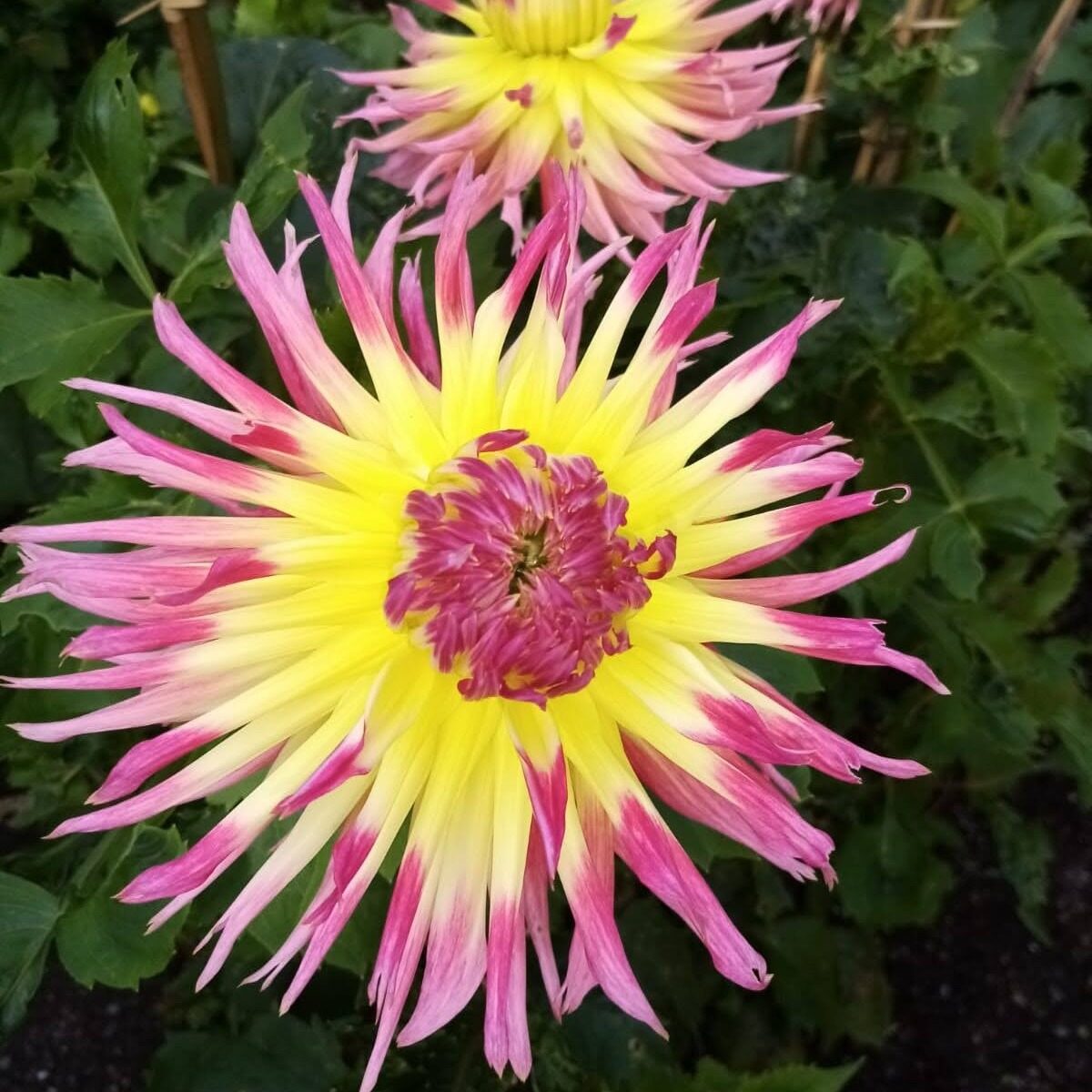A pink and yellow dahlia in full bloom