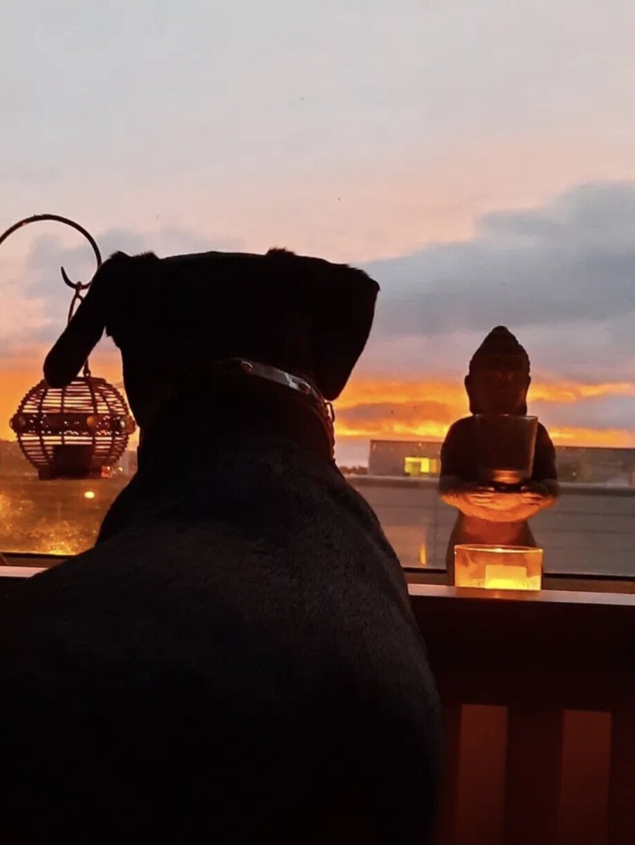 A dog sitting at a windowsill beside a small Buddha statue, watching the sunset