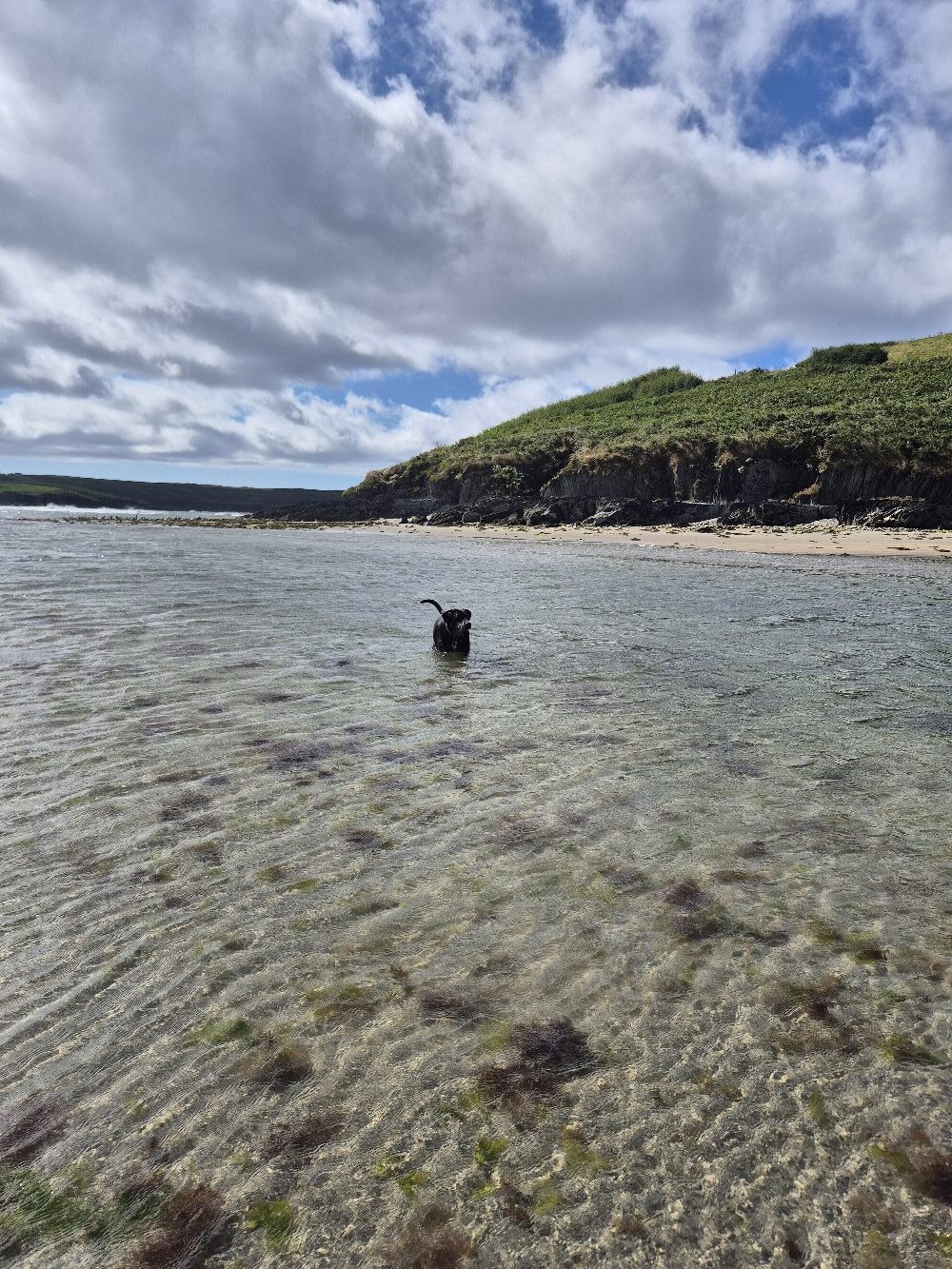 A dog wading in shallow sea water