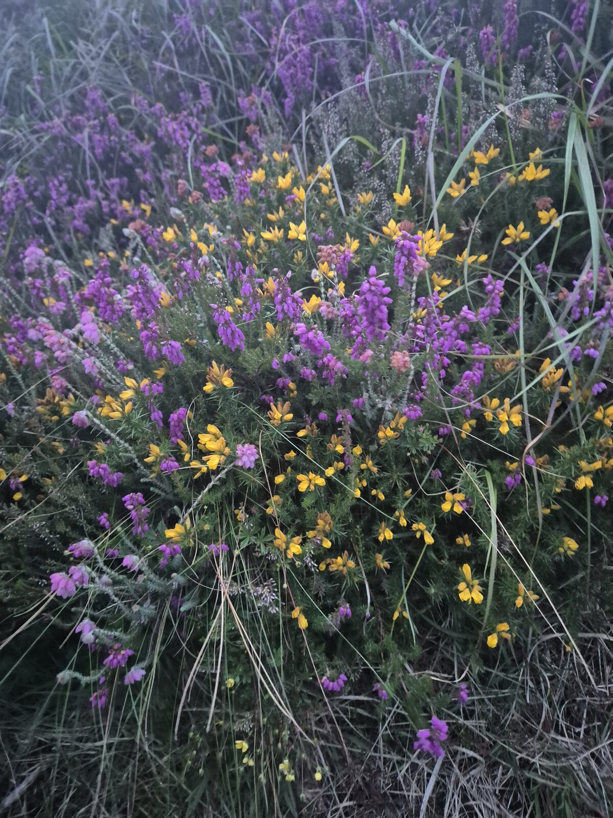 Purple heather and yellow gorse growing together on a hillside
