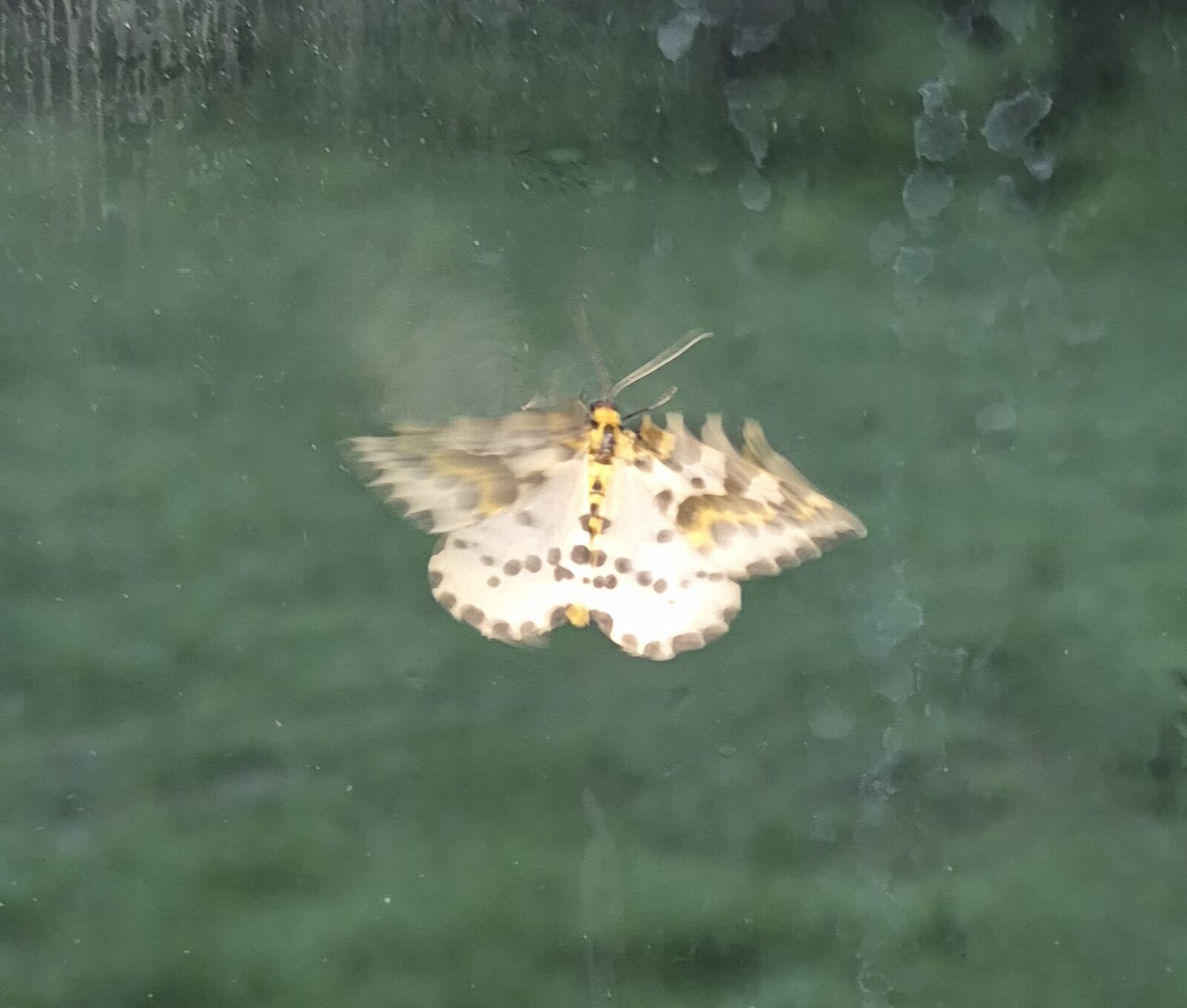 A pale moth resting on a windowpane