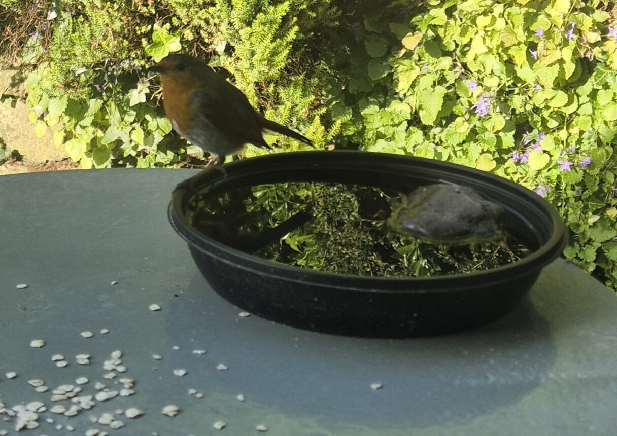 A robin perched on the edge of a garden water bowl