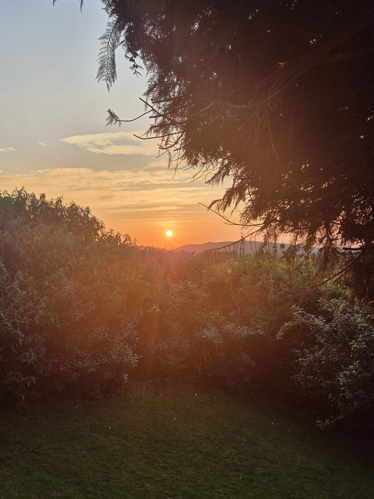 Sunset light glowing through the branches of a tree
