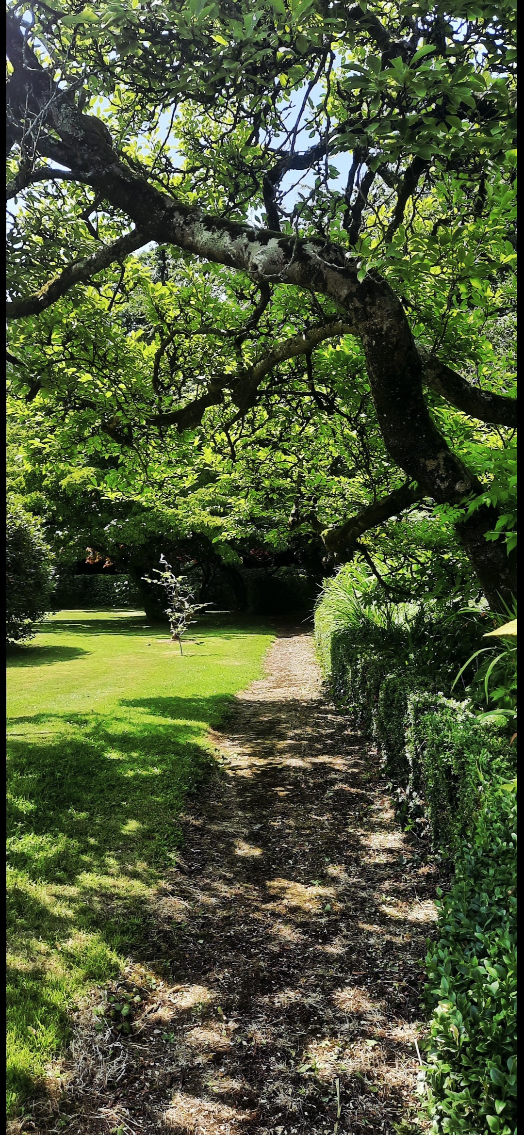 Shaded garden path lined with trees at the course venue