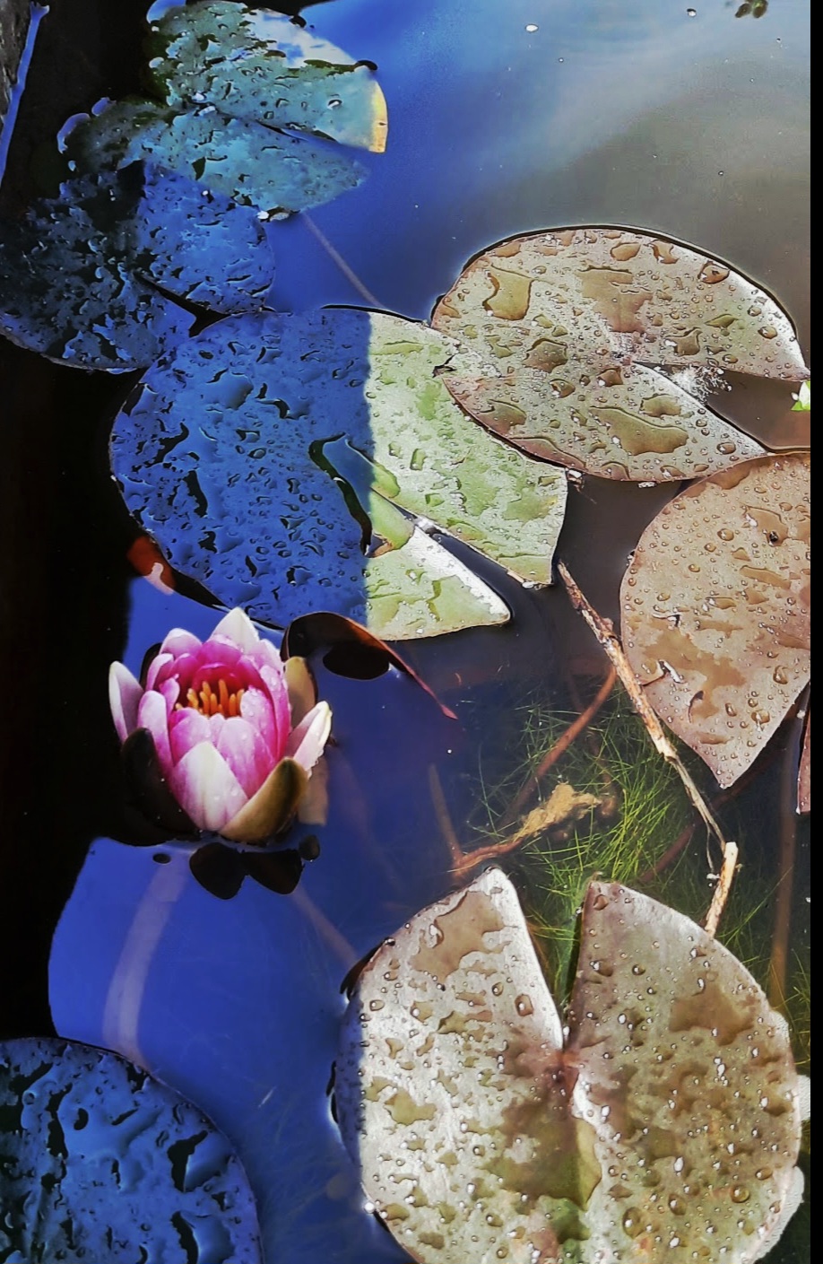 Water lily in a pond, part of the mindful reflection during the course