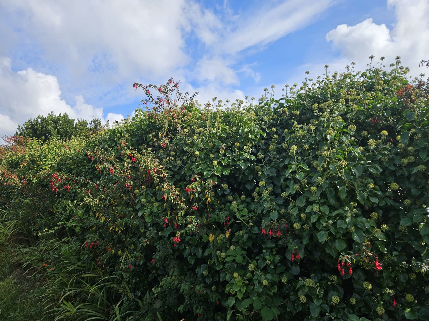 Flowers beside a handwritten Siesta and Solace sign